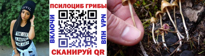 Галлюциногенные грибы Psilocybe  Купить закладки  Свирск 